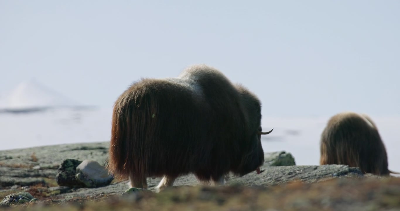Moskusokse i modlys går over stenet terræn i Dovrefjell, Norge.