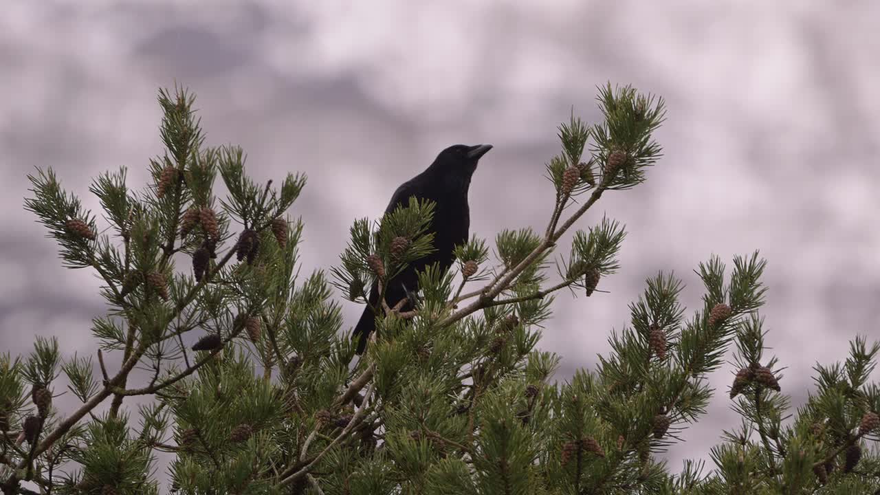 Carrion Crow perched atop coniferous pine tree in Norway surveys surroundings, then spreads wings, flies away, slow motion.