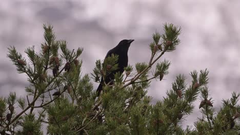 carrion crow perched atop coniferous pine tree in norway surveys surroundings, then spreads wings, flies away, slow motion.