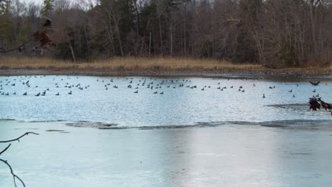 Kanadische-Gänse-Schwimmen-In-Teilweise-Zugefrorenem-See---Zeitlupe