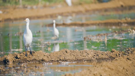 Garcetas-En-Busca-De-Comida-En-Un-Campo-De-Agua