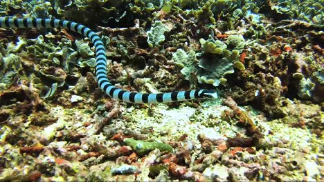 banded sea snake swims towards camera on a colourful reef