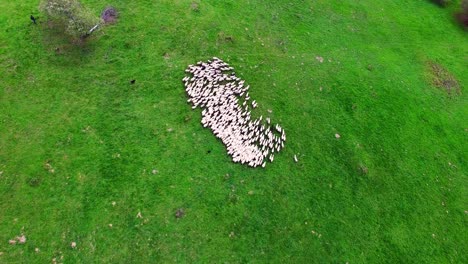 aerial view of sheep flock being squeezed and moved on green pasture using sheep dogs