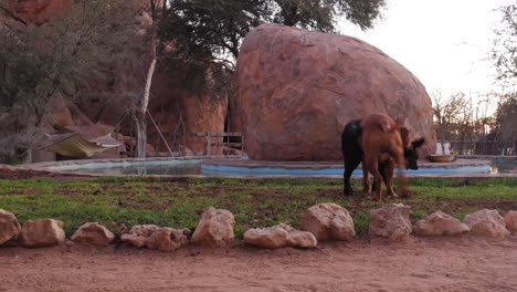 los perros juegan peleando en el área cubierta de hierba