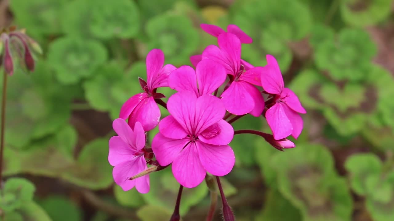Pink Geraniums cranesbills swaying in breeze, close up view