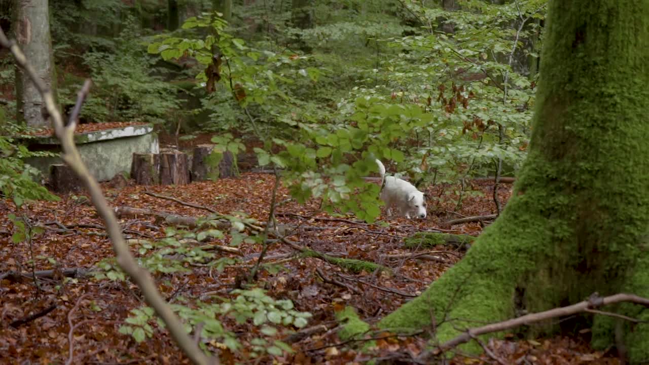 white little dog running through the forest