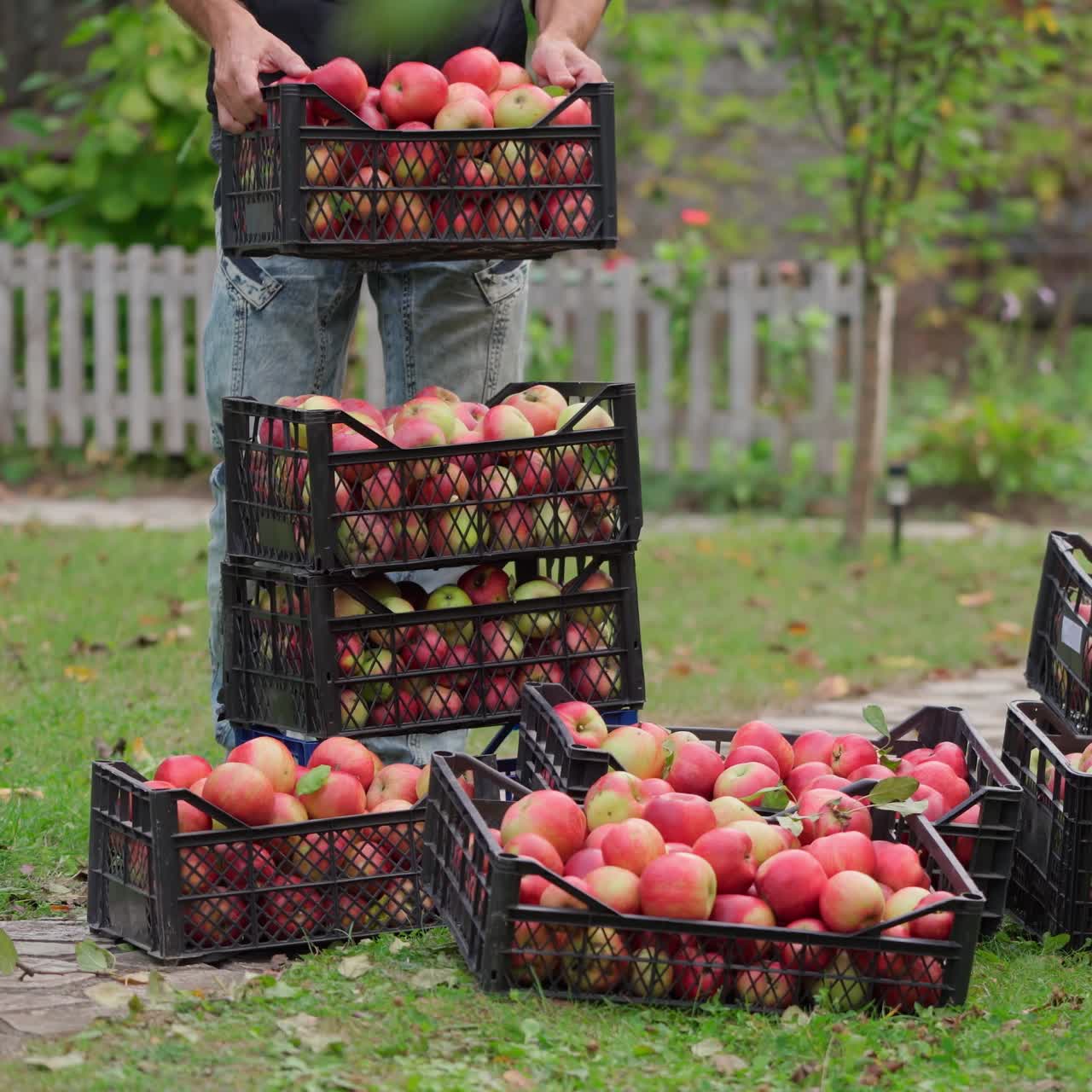 Apples harvest in boxes outdoors. Ripe red fruits in drawers in the garden. Man carrying drawers with fresh organic apples.