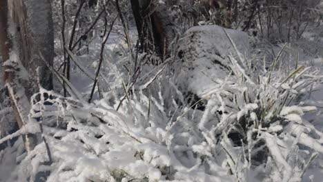 un primer plano en cámara lenta de hierba congelada en los alpes australianos
