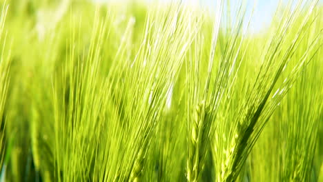 close up shot of green barley grain plants growing on field and lighting by sun