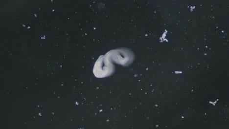 Trematode-parasitic-worm-is-escaping-leaving-parent-body-microscopical-dark-field-view