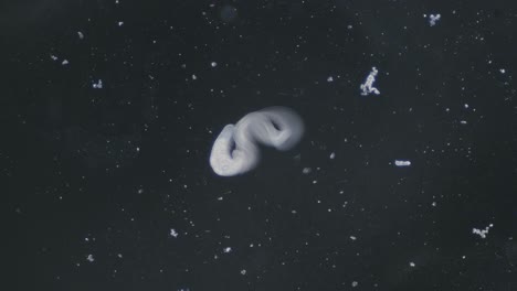 trematode parasitic worm is escaping leaving parent body microscopical dark field view