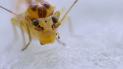 macro shot of barklouse (psocoptera)