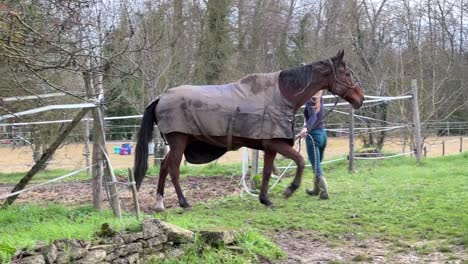 Niña-Caminando-Caballo-Marrón-Fuera-Del-Paddock