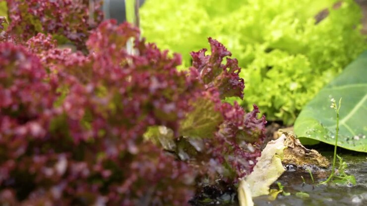Innaffiare lattuga Batavia e lattuga a foglia rossa in crescita nel giardino.