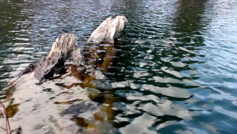 Toma-Pacífica-De-Un-Río-Lamiendo-Un-Poco-De-Madera-A-La-Deriva-En-Nueva-Zelanda