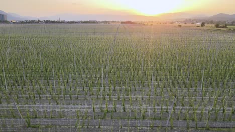 Vista-Aérea-Sobre-Una-Plantación-De-Lúpulo,-Tarde-Soleada-En-El-Sur-De-Europa---Humulus-Lupulus