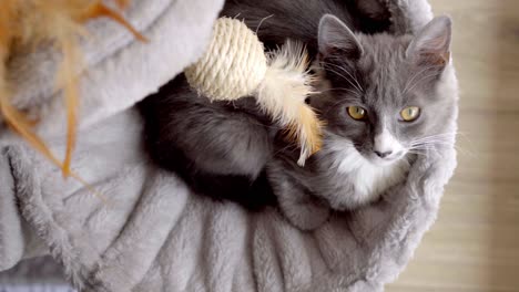 overhead view of a gray cat with yellow eyes, resting on a piece of furniture