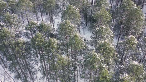 Drone shots of trees- nature during winter time