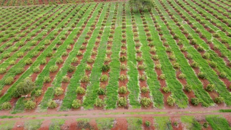 smart agriculture technology- aerial drone view of avocado farm in kenya