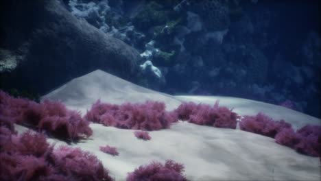 underwater coral reef scene