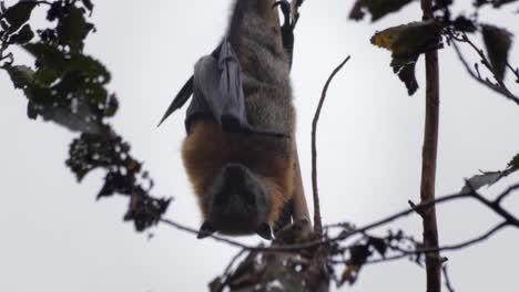 Fruchtfledermaus-Flughund,-Der-Kopfüber-Von-Ast-Hängt,-Nahaufnahme,-Tageszeit-Maffra,-Victoria,-Australien