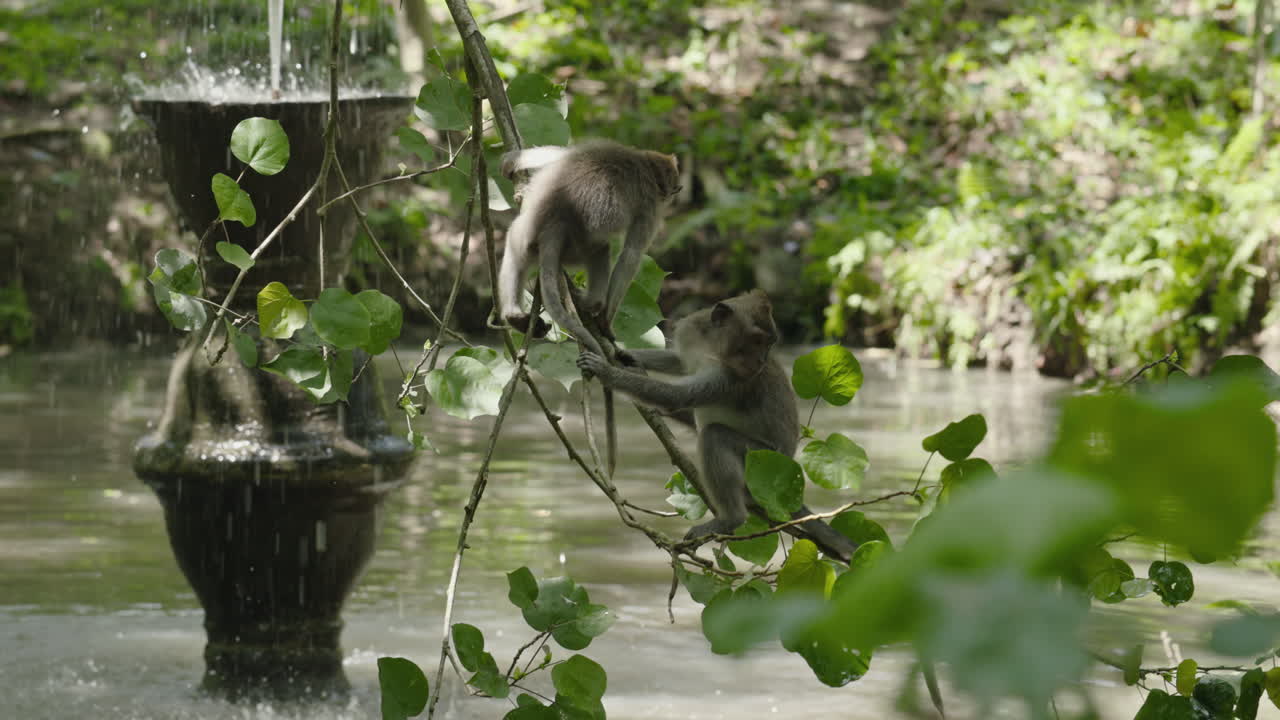 Two Baby Monkeys Playing on a Branch by a Fountain