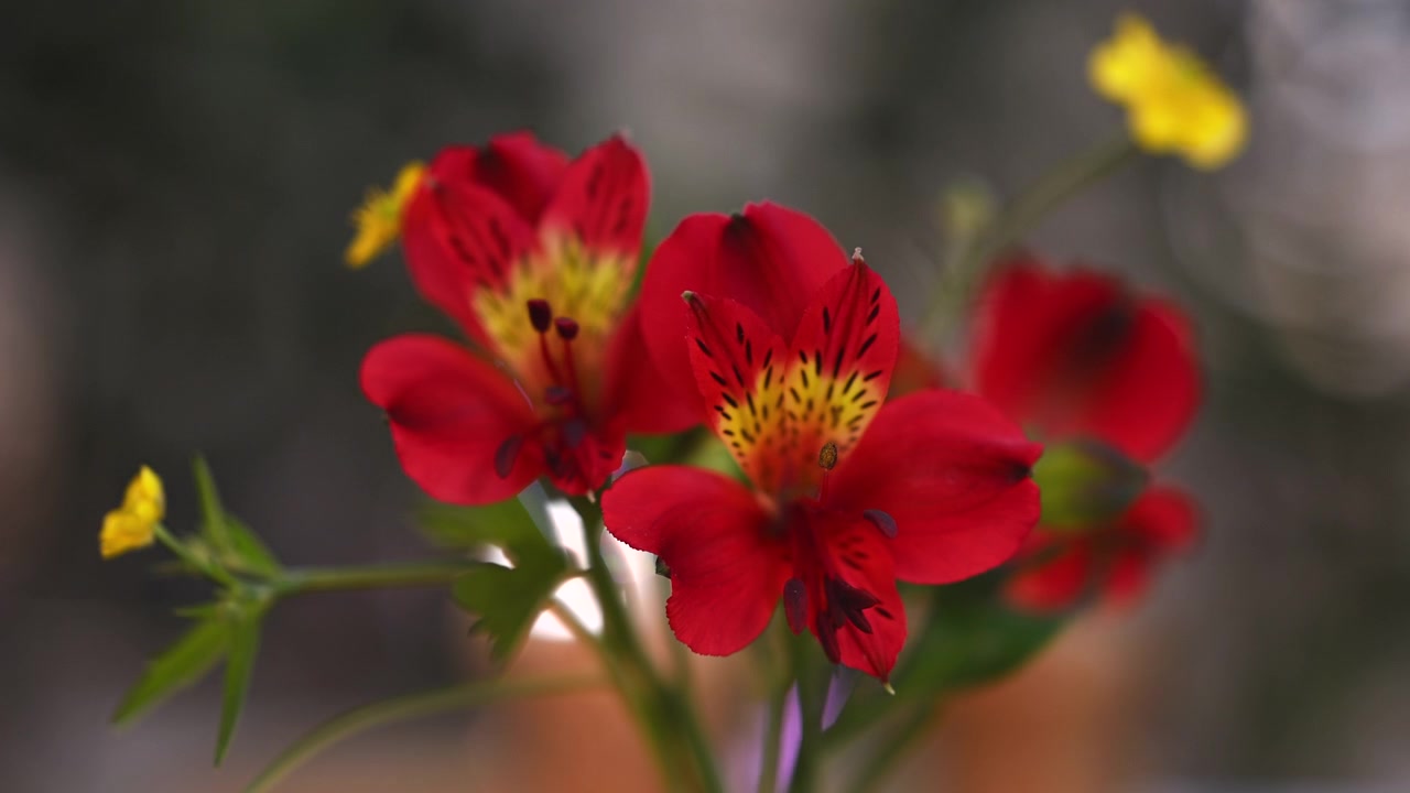 Primo piano di fiori di alstroemeria rosso vivo in fiore con delicate striature gialle e sfondo sfocato e morbido.