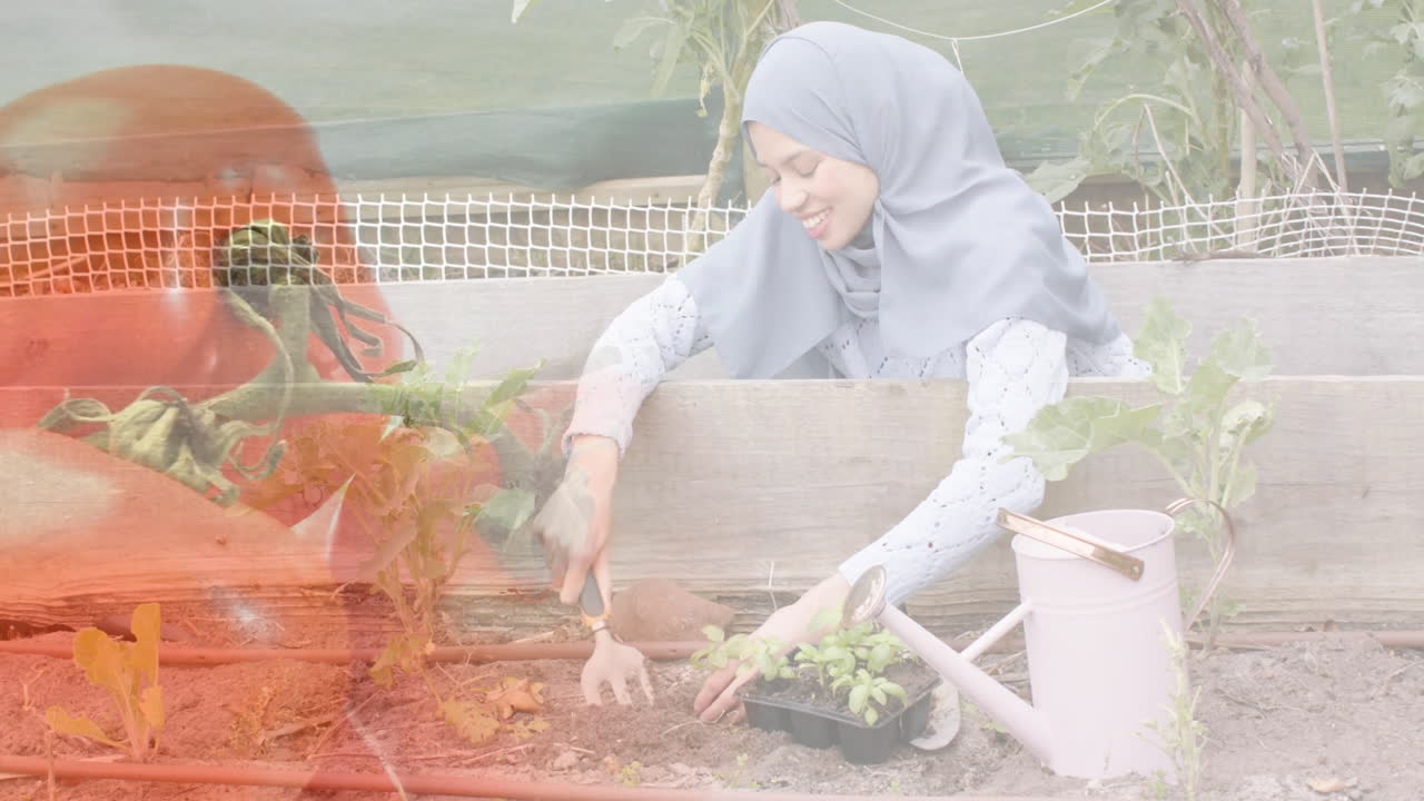 Femme métisse en hijab creusant et arrosant des légumes dans un jardin, s'occupant de tomates