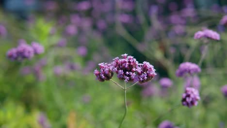 Verbena-Bonariensis--Blüht---Selektiver-Fokus