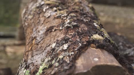 close up footage from tree texture with moss
