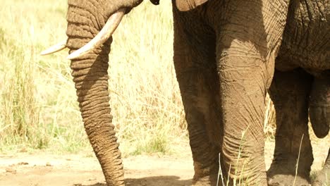 an elephant with a huge penis extracts nuts from the ground and eats