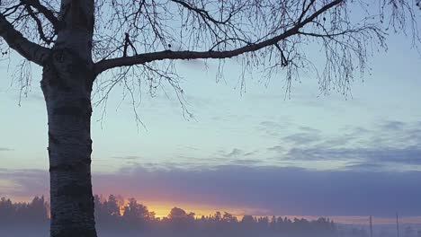 lapso de tiempo dramático de árbol solitario y cielo melancólico, la sensación de depresión y desesperanza