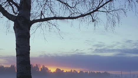 dramatic time lapse of lonely tree and melancholy sky, the feel of depression and hopelessness