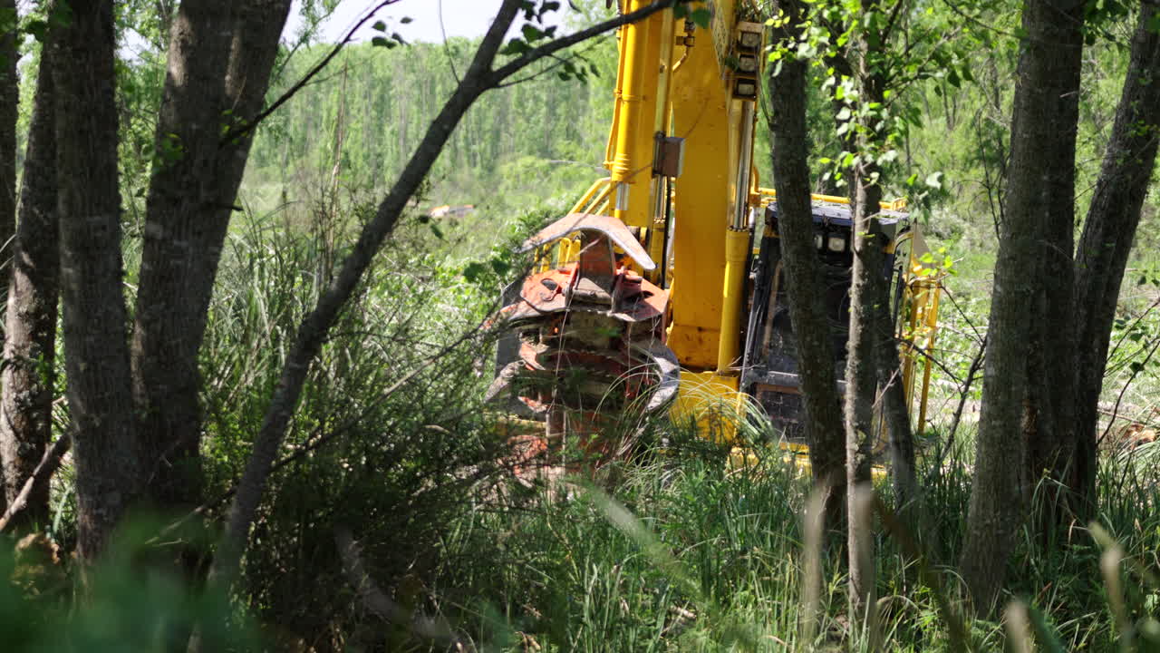 Harvester machine gripping tree trunk in the middle of forest cutting operation.