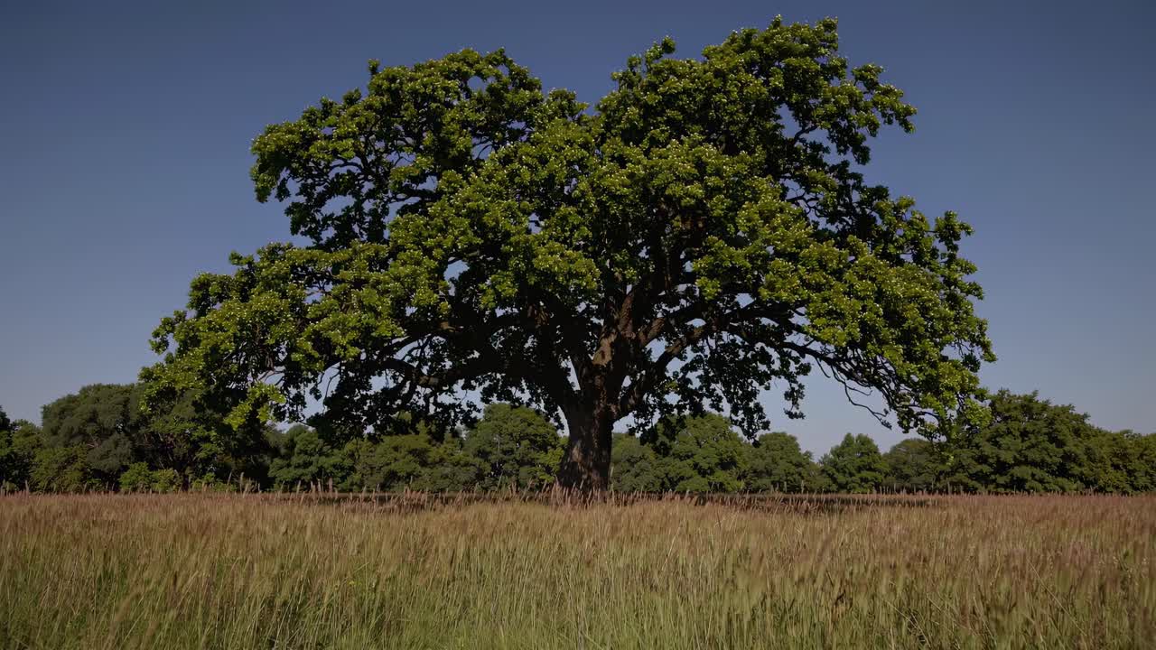 Ripresa video grandangolare di una quercia solitaria in un campo sotto un cielo azzurro e limpido, che cattura la serena atmosfera