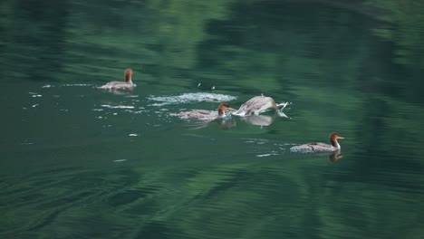 A-flock-of-ducks-dives-into-and-out-of-the-turquoise-waters-in-the-fjord,-creating-a-splash-and-leaving-circles-on-the-water