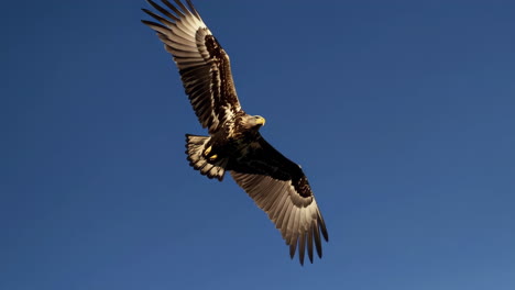 eagle in flight above mountain range