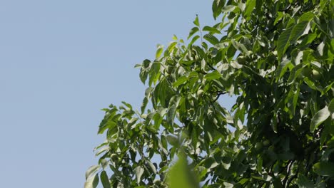 Früchte-Der-Saison:-Unreife-Nüsse-Auf-Einem-Herbstlichen-Walnussbaum,-Umrahmt-Von-Blauem-Himmel