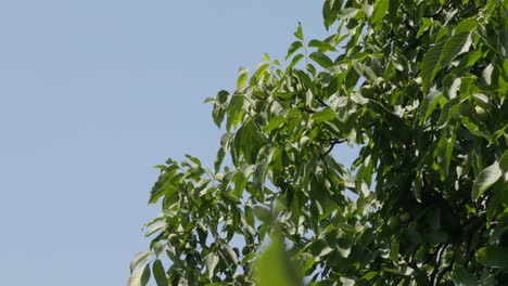 seasonal fruits: unripe nuts on autumn walnut tree framed by blue sky