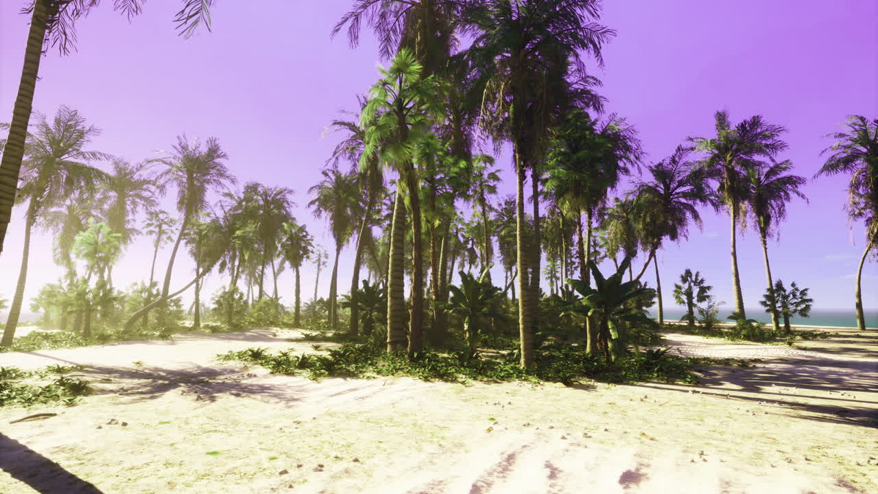 Vibrant tropical landscape with palm trees by the coastline during sunset