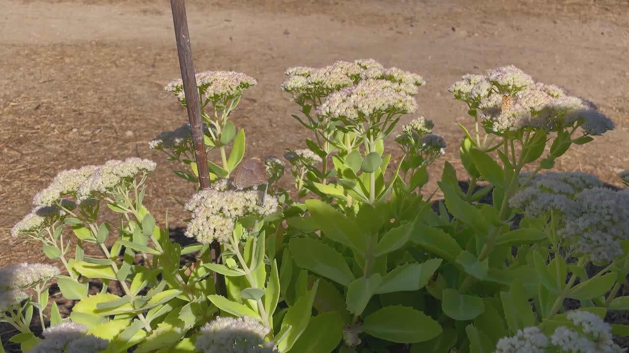 Slow motion of two butterflies around a blooming white Sedum plant, one resting on the flowers at the start and later flying while small insects move gently in the warm air