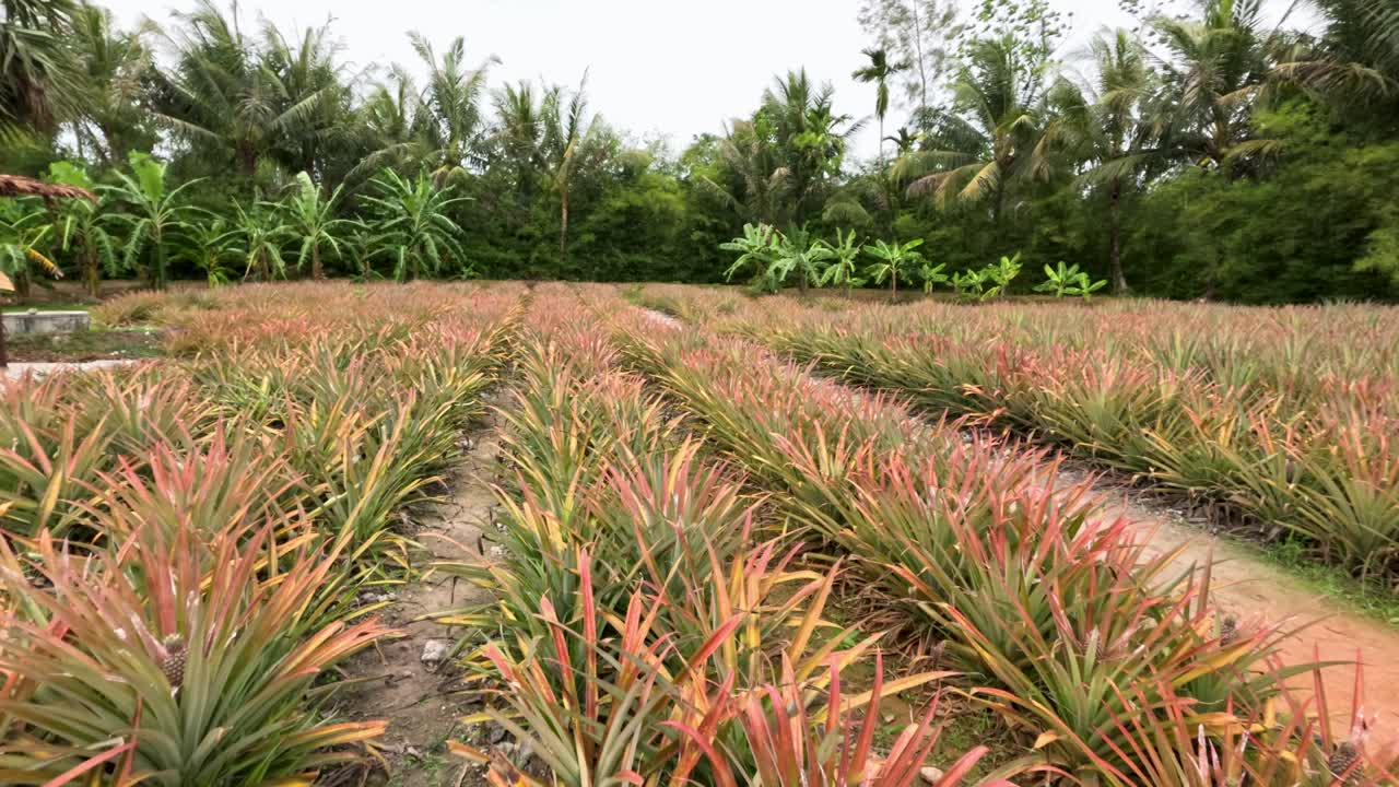 Camera glides through pineapple plants in tropical farmland, natural daylight, lush green surroundings