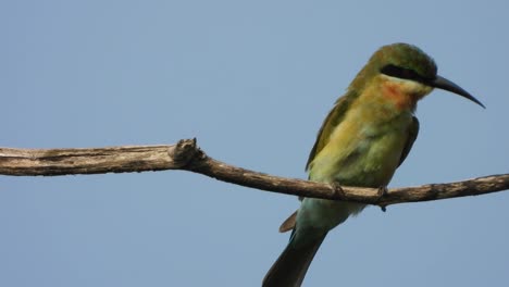 bee-eater in tree mp4 ..