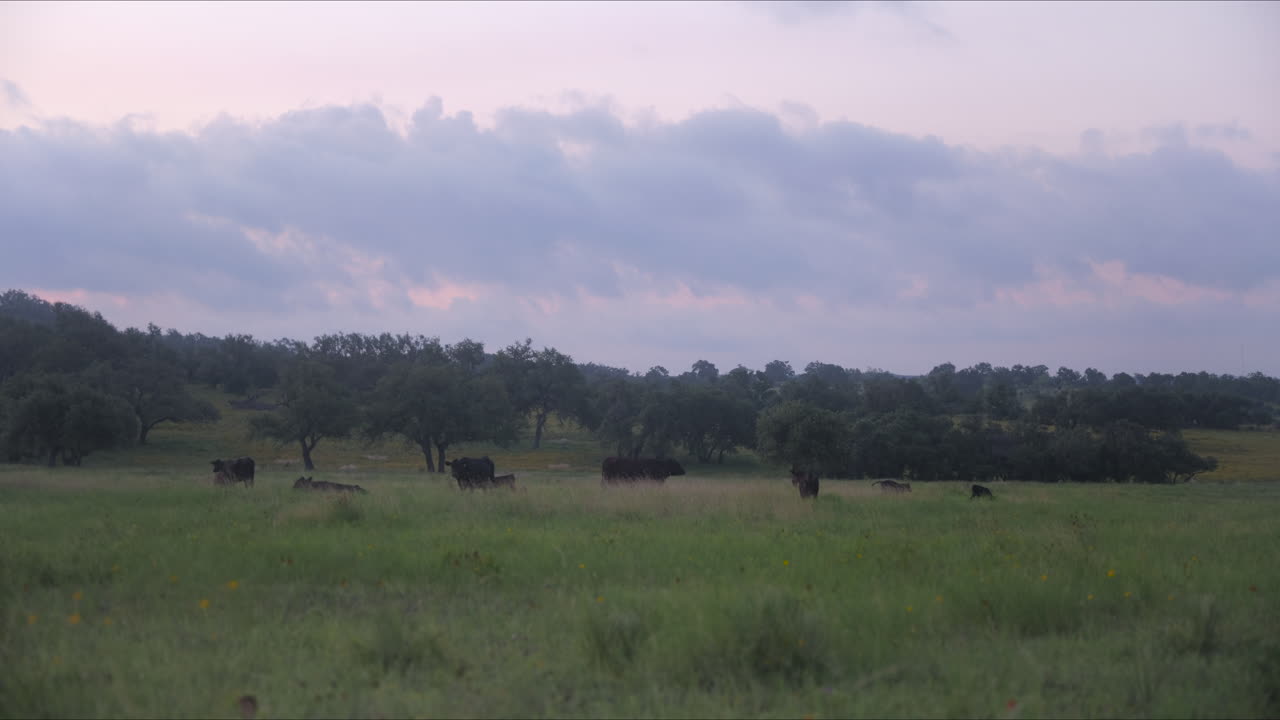 Bestiame al pascolo al mattino, Texas Hill Country vicino a Fredericksburg, TX.