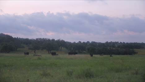 Cattle-grazing-in-the-morning,-Texas-Hill-Country-near-Fredericksburg,-TX