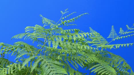 ferns in the woods sway in breeze on bluescreen