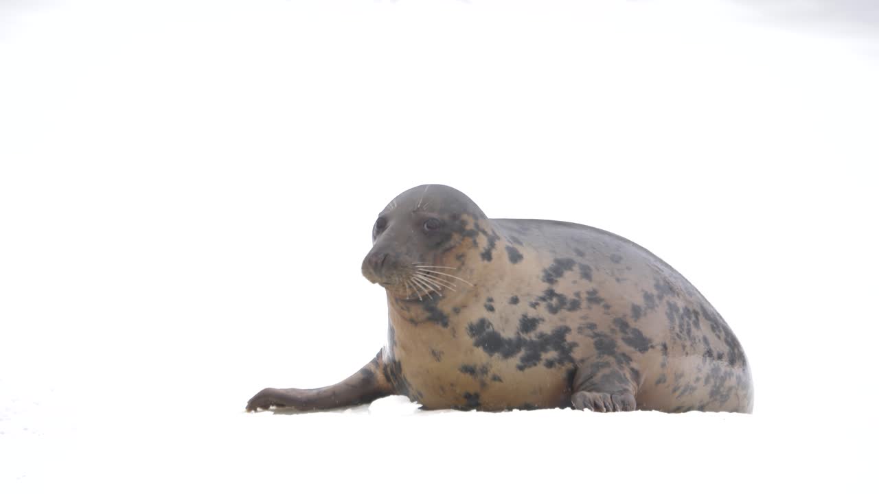 Grey seal bouncing, plodding along frozen white snowed landscape - Medium tracking shot