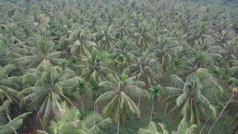 Campo-De-Coco-Tiro-Aéreo-Provincia-De-Chumporn,-Tailandia