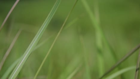 Una-Hierba-Perenne-Originaria-De-Asia-Tropical-Y-Subtropical-Y-También-Introducida-En-Varios-Países