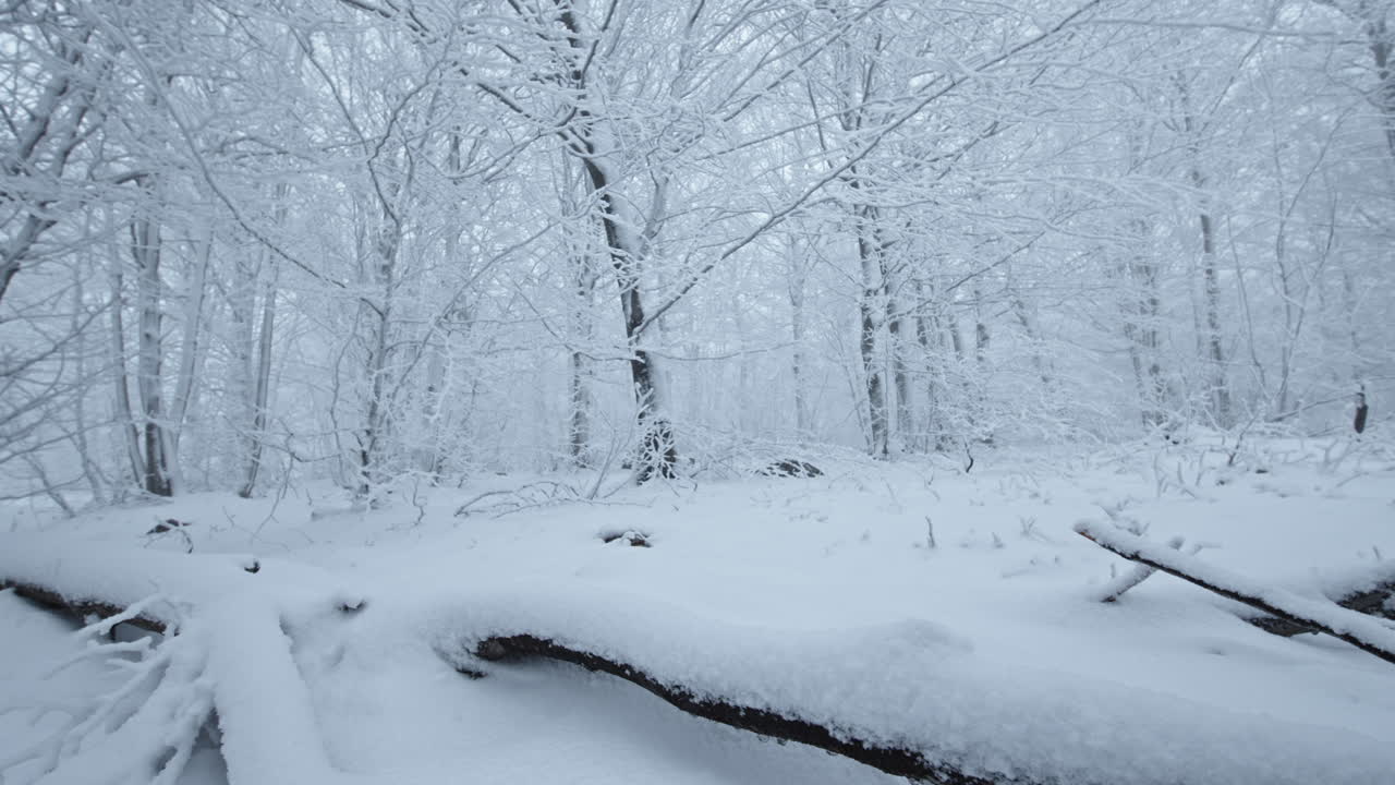 색으로 인 눈이 쌓인 숲은 평화와 고독을 불러일으키며 조용하고 조용합니다.